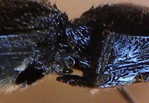 Réf. 231 950 : Hemicrepidius niger